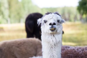 Raising Llamas for Profit - Chapter one - Watch out for spit!